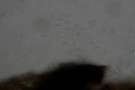 Botryosphaeria dothidea