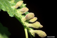 Byrsocrypta ulmi