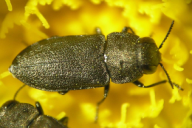 Melanthaxia quadripunctata