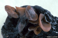 Ciboria batschiana