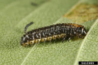 Xanthogaleruca luteola