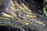 Yponomeuta cagnagella