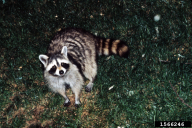 Procyon lotor