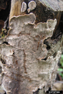 Haematostereum rugosum