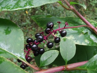 Phytolacca americana