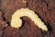 Melanophila cyanea