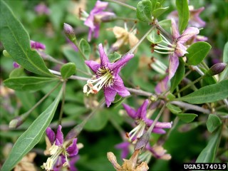 Lycium barbarum