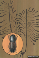 Ips sexdentatus
