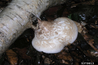 Piptoporus betulinus