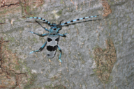Rosalia alpina