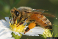 Apis mellifera