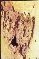 Ernobius mollis