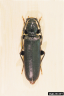 Tetropium castaneum