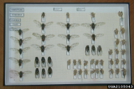 Cicada orni