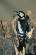 Dendrocopos major