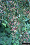 Byrsocrypta ulmi