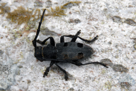 Morimus funereus