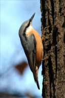 Sitta europaea