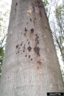 Taphrorychus bicolor