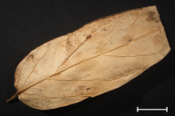 Cronartium asclepiadeum