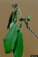 Erwinia amylovora
