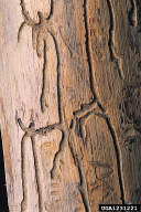 Ips sexdentatus