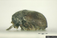 Phloeotribus scarabaeoides