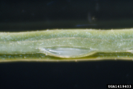 Nematus tibialis