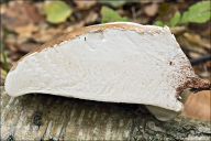 Piptoporus betulinus