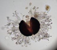 Sawadaea bicornis