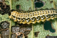 Xanthogaleruca luteola
