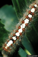 Leucoma salicis