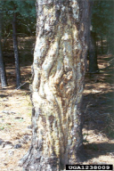 Gibberella circinata