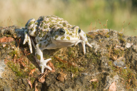 Bufo viridis