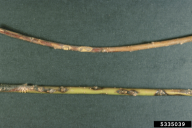 Physalospora miyabeana