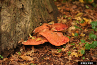Fistulina hepatica