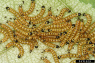 Phalera bucephala