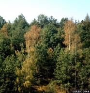 Suša
