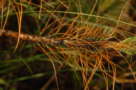 Neodiprion sertifer