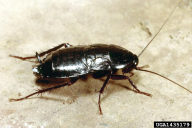 Blatta orientalis