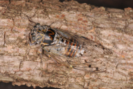Cicada orni