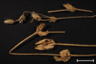 Melampsora cerastii