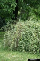Lycium barbarum