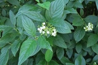 Cornus sericea