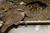 Troglodytes troglodytes