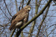 Buteo buteo