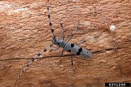 Rosalia alpina