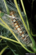 Leucoma salicis