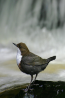 Cinclus cinclus