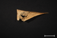 Cronartium asclepiadeum